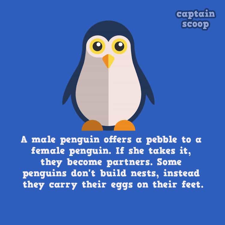 animals-penguins