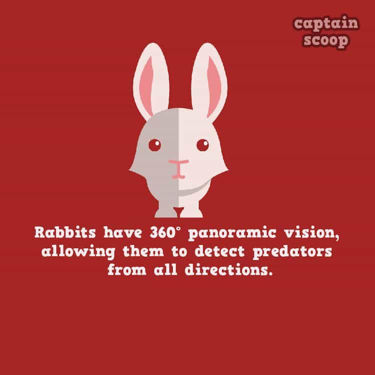 animals-rabbits