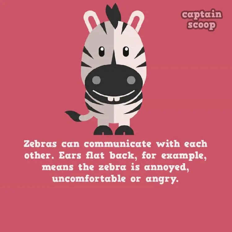 animals-zebra