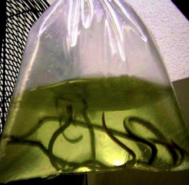 bag of eels