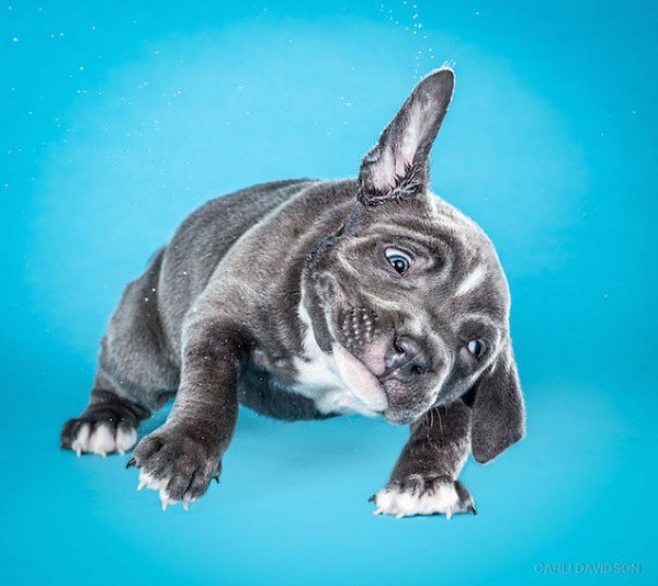 black white shake puppy