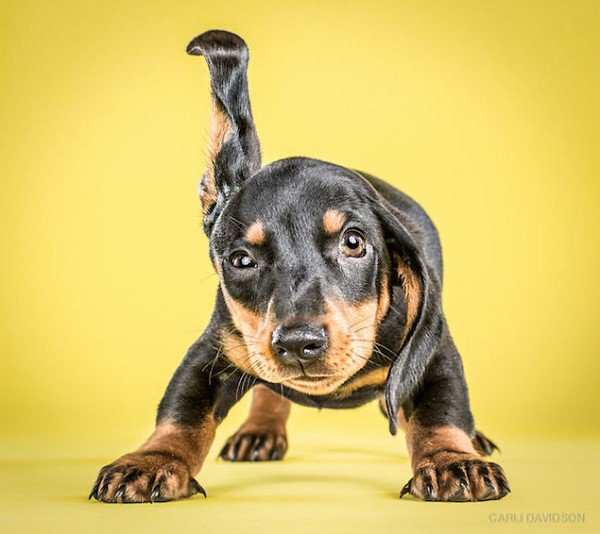 brown black puppy