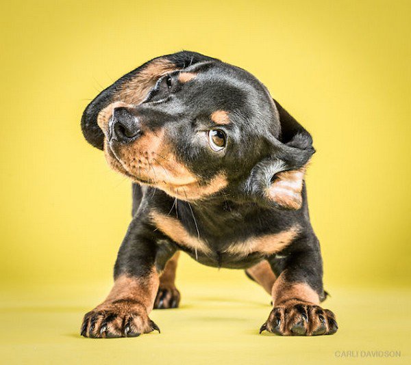 brown black shake puppy