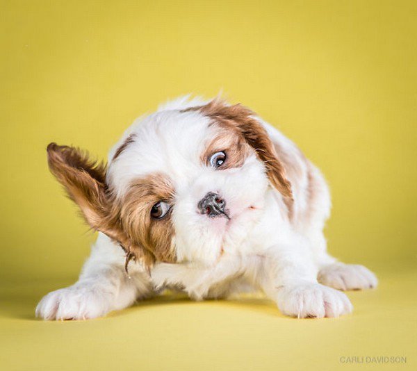 brown white puppy