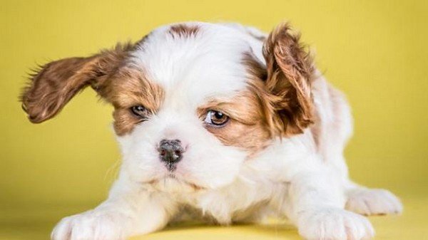 brown white shake puppy