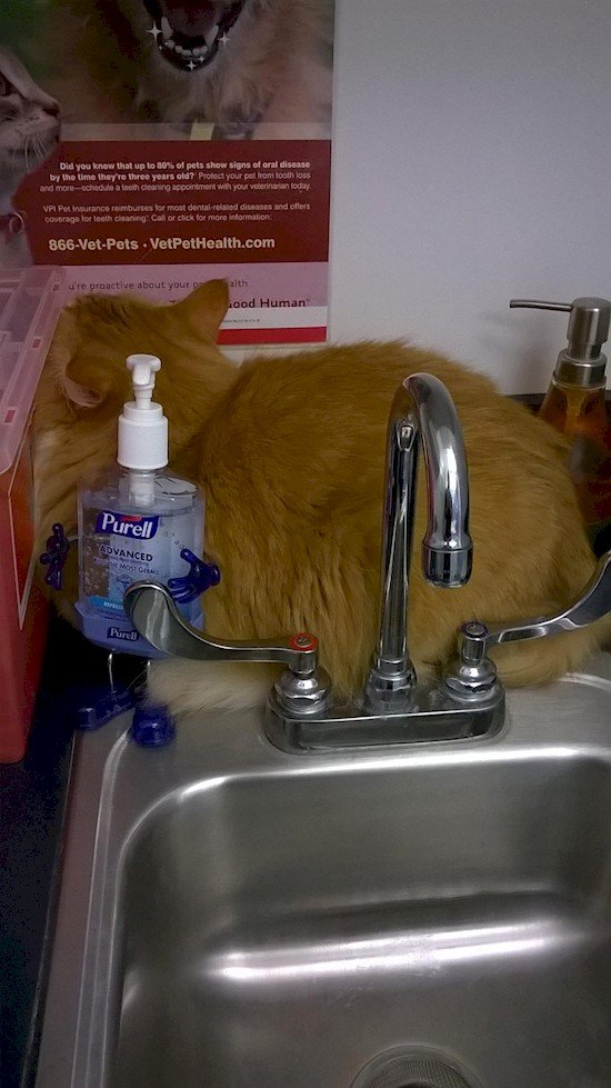 cat hiding at sink