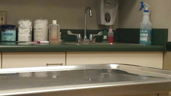 cat hiding sink taps