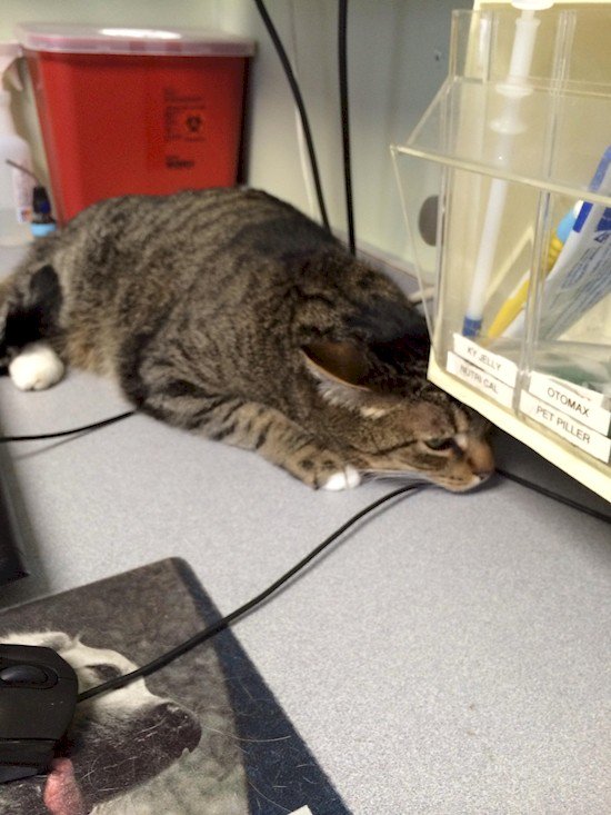 16 Funny Photos Of Cats Who Think They're Hiding From The Vet