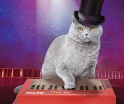cat keyboard scratcher