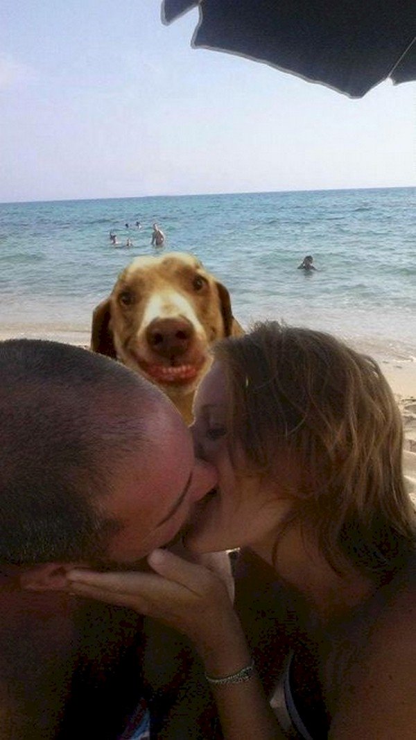 couple kissing dog photobombing