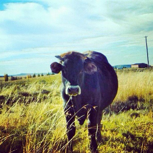 cow in field