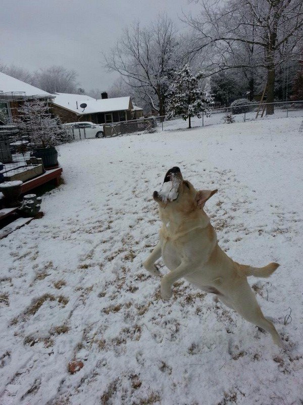 dog snow mouth