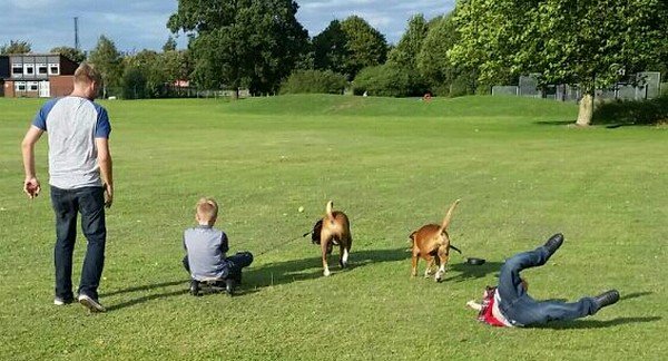 dogs knocked down person