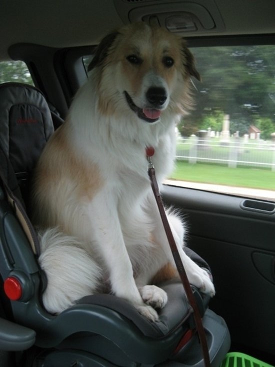 giant-dogs-car-seat