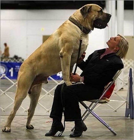 giant-dogs-chair