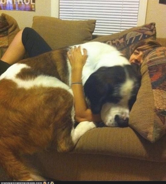 giant-dogs-couch