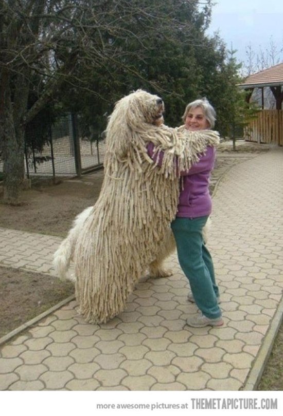 giant-dogs-dreads