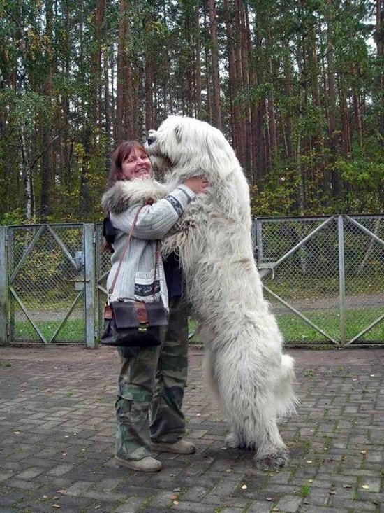 giant-dogs-fluff