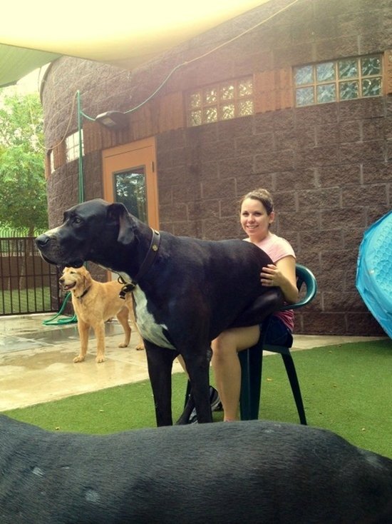 giant-dogs-lap