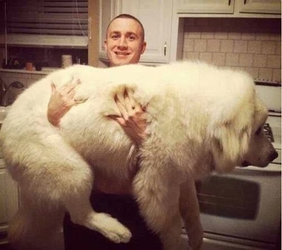 giant-dogs-lift