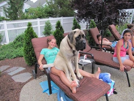 giant-dogs-mastiff
