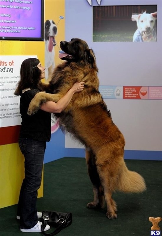 giant-dogs-shoulders