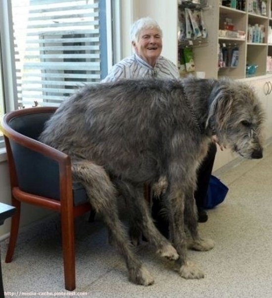 giant-dogs-sit