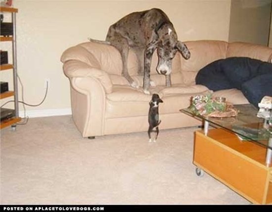 giant-dogs-sofa