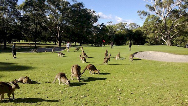 golf course kangaroos