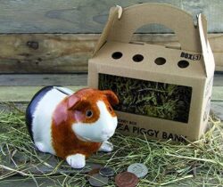 guinea piggy bank