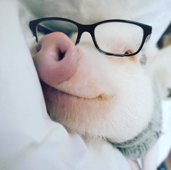 hamlet-pig