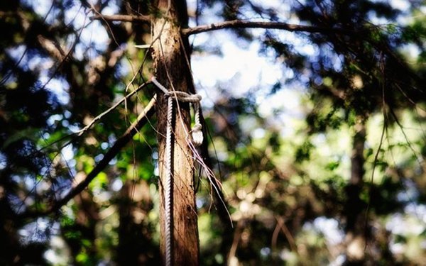 haunted-places-aokigahara-forest