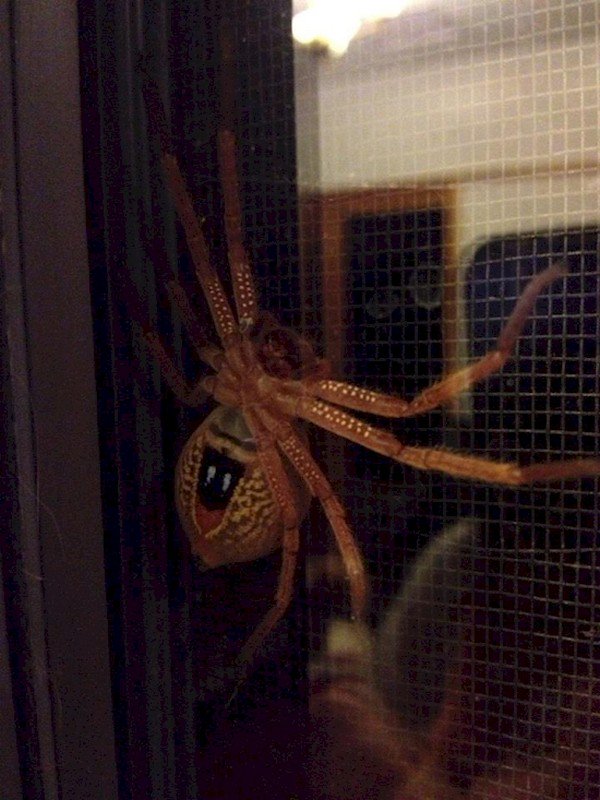 huge spider