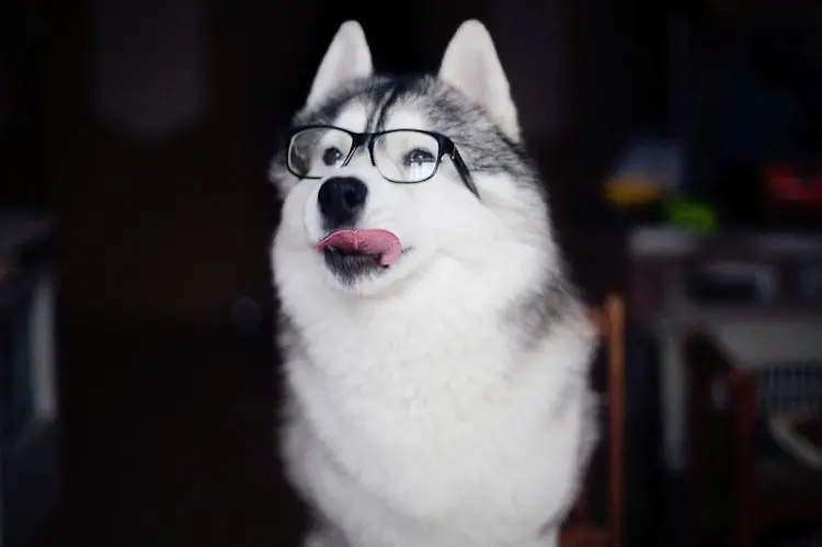 husky-glasses-two