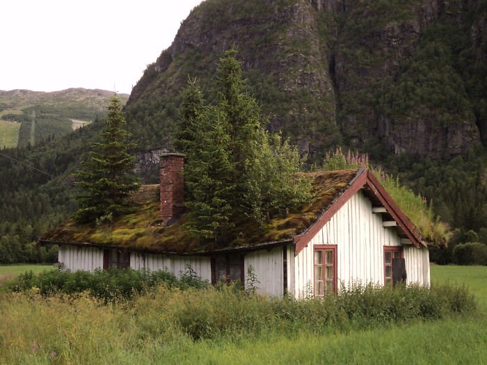 incredible-norway-photos-tree-roof