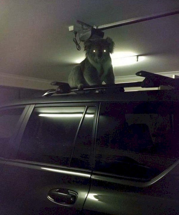 koala car roof