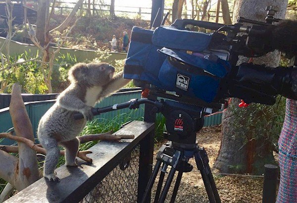 koala tv camera