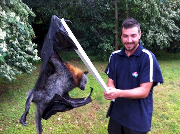 man fruit bat