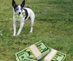 money stack chew toy