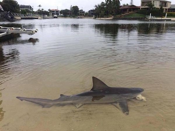 shark harbor