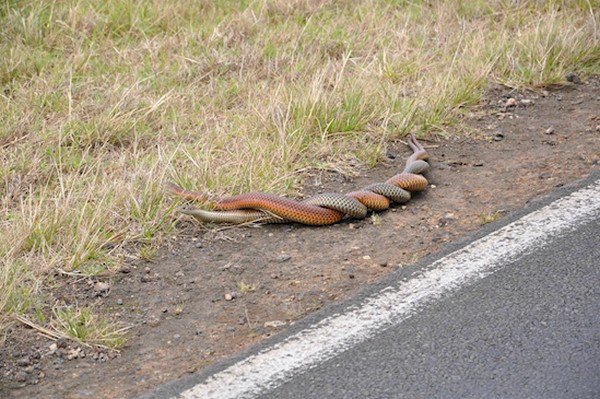 snakes side of road