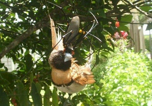 spider eating bird