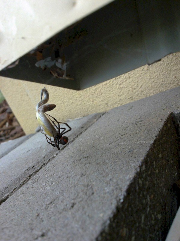 spider eating snake