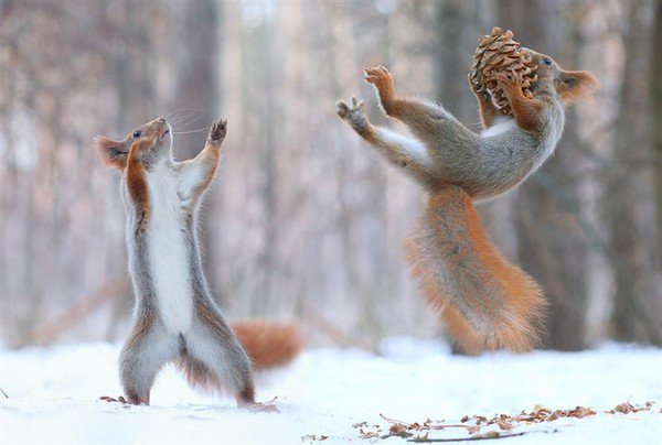 squirrels playing pine cone