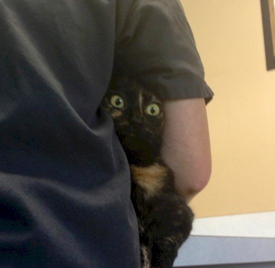 terrified cat