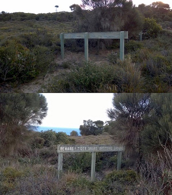 tiger snake breeding grounds