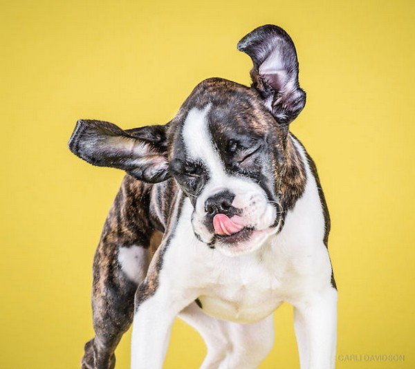 tongue out shake puppy