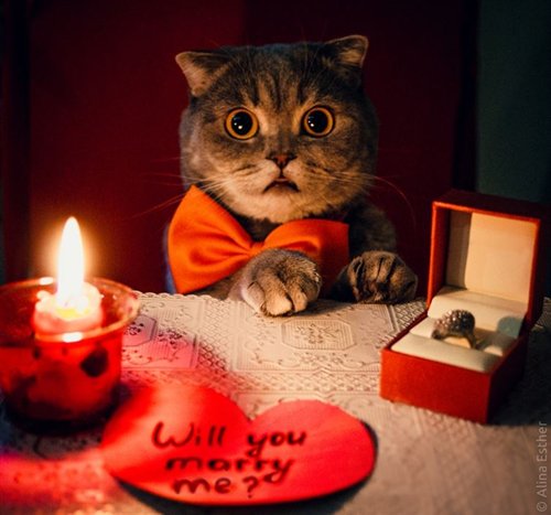 trashy-proposals-cat