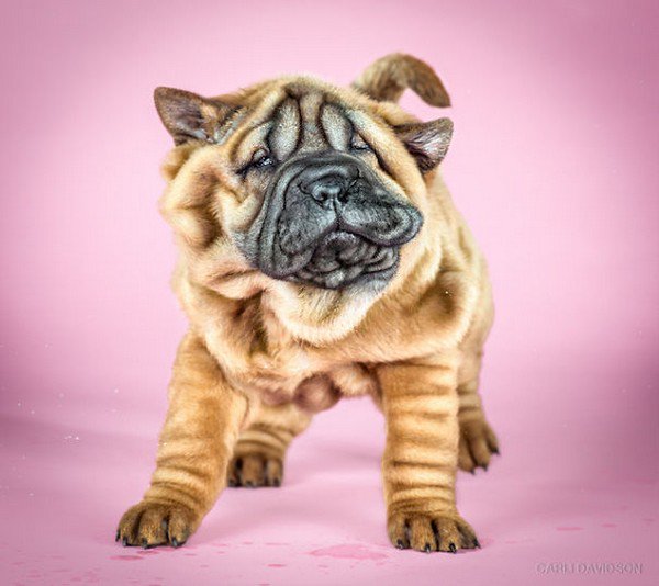 wrinkly puppy