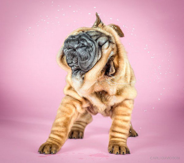 wrinkly shake puppy